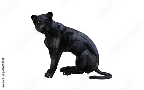 Black panther isolate on white background, Black tiger, 3d Illustration, 3d render © mrjo_7