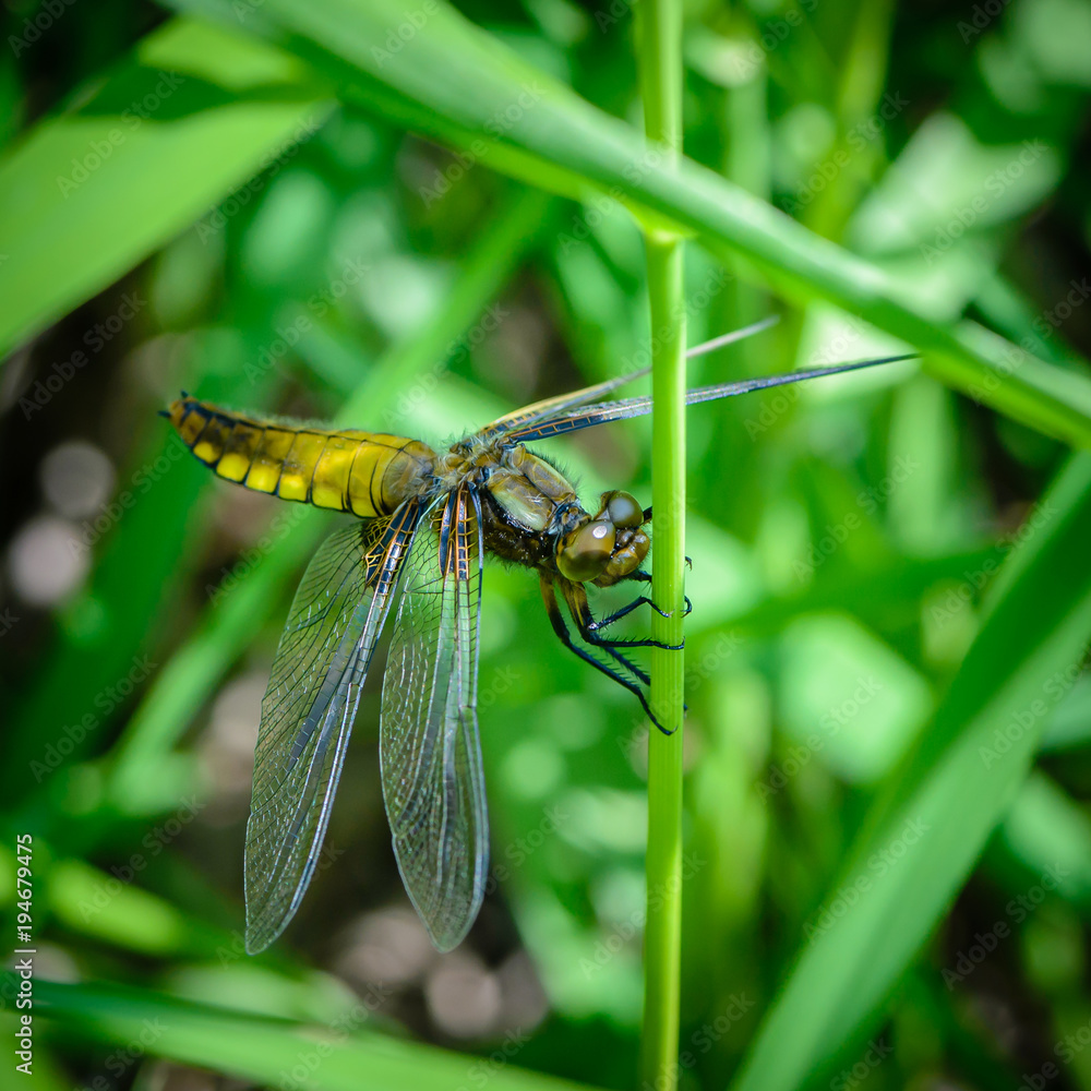 Fototapeta premium Large dragonfly with a yellow belly sits on a grass stalk