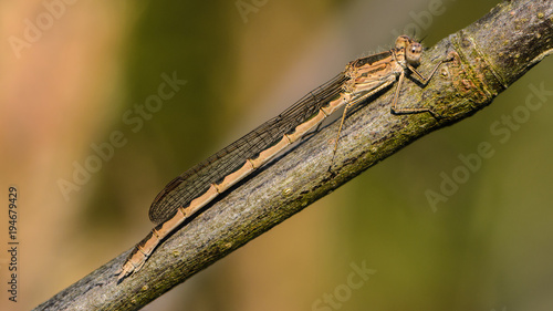 Dragonfly of sympecma paedisca sits on a branch of a tree with folded mesh wings
