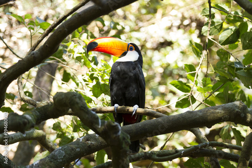 Toco Toucan.