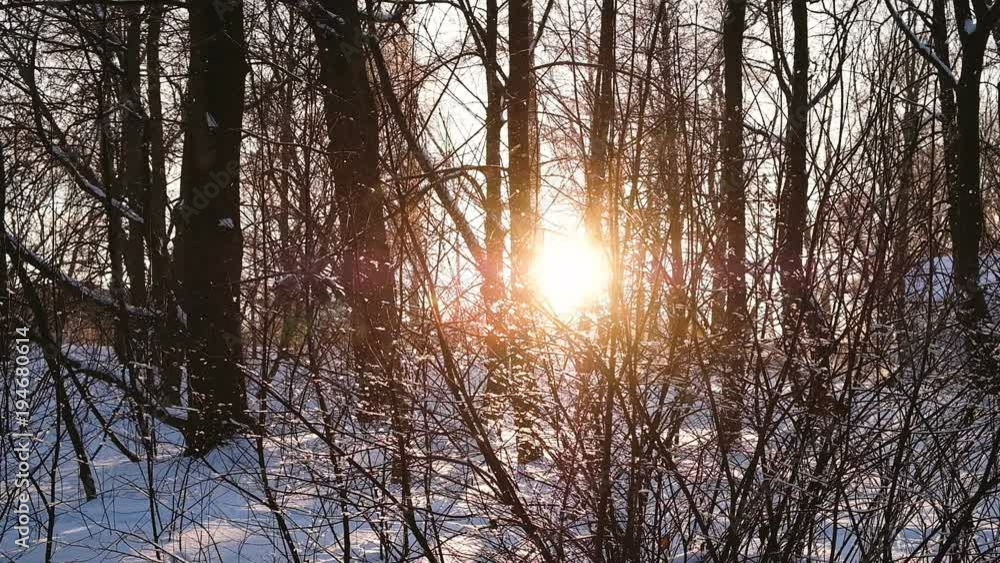 Snowflakes slowly fall at sunset in the forest among bushes and trees, a fabulous forest sunset, slow motion Snowflakes slowly fall at sunset in the forest among bushes and trees, a fabulous forest sunset, slow motion