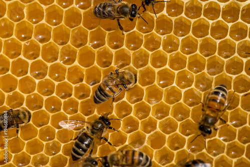 closeup of bees on honeycomb in apiary