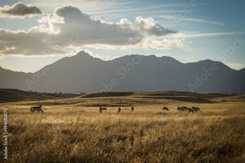 Εκτύπωση καμβά Mountain Plains Antelope