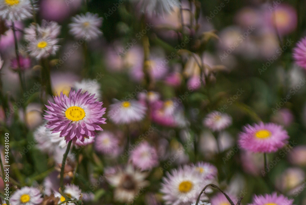 Obraz premium Everlastings