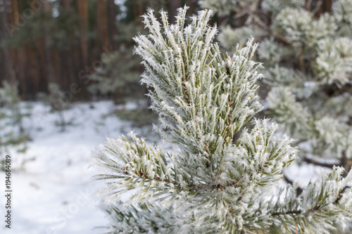 Pines in winter