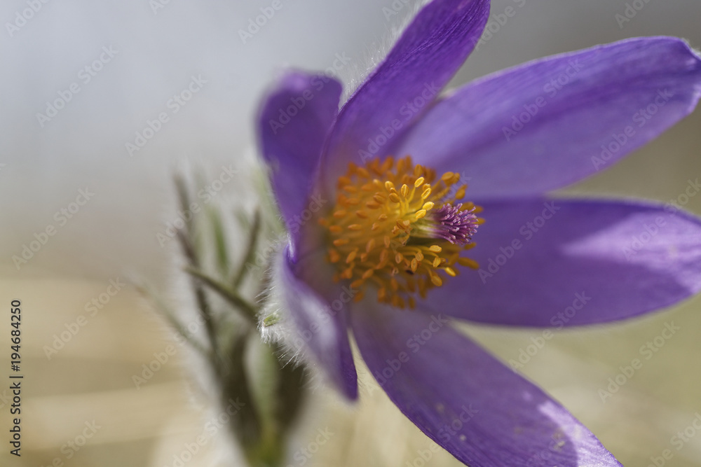 Kuhschelle, Küchenschelle, Pulsatilla vulgaris Kuhschelle, Küchenschelle, Pulsatilla vulgaris