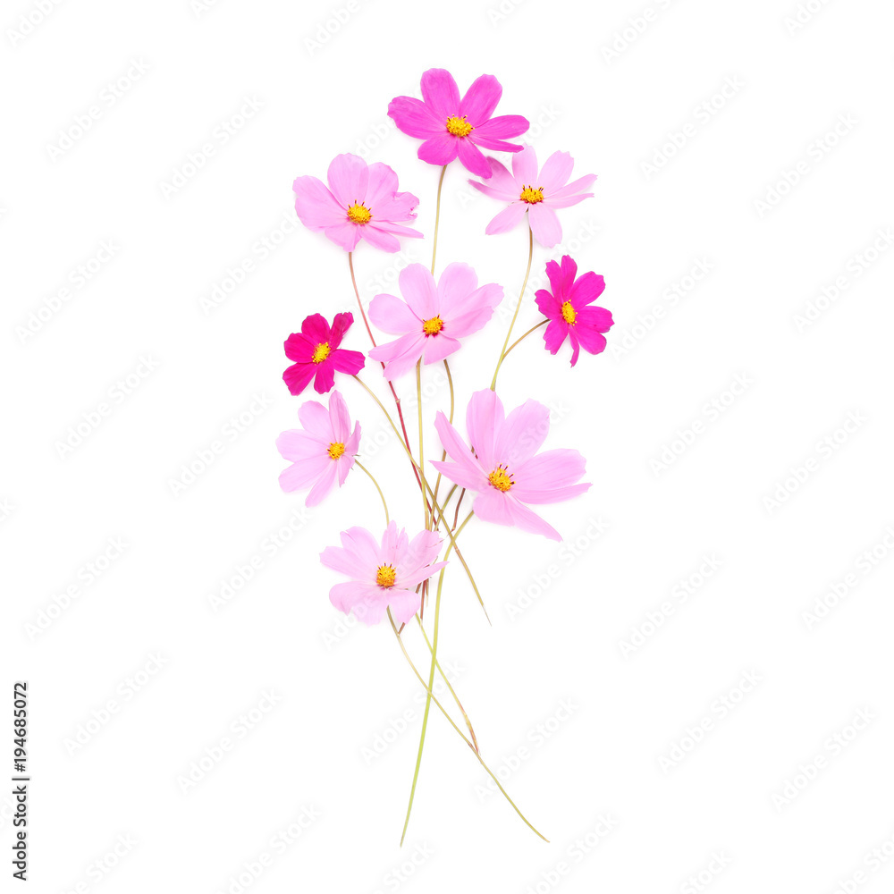 Beautiful pink cute flowers isolated on a white background, flat lay, top view