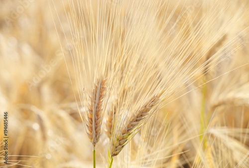 Ripe barley close up on field. 