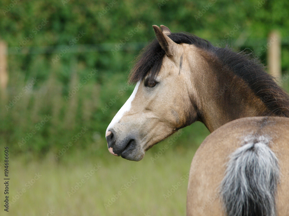 Obraz premium Welsh Pony