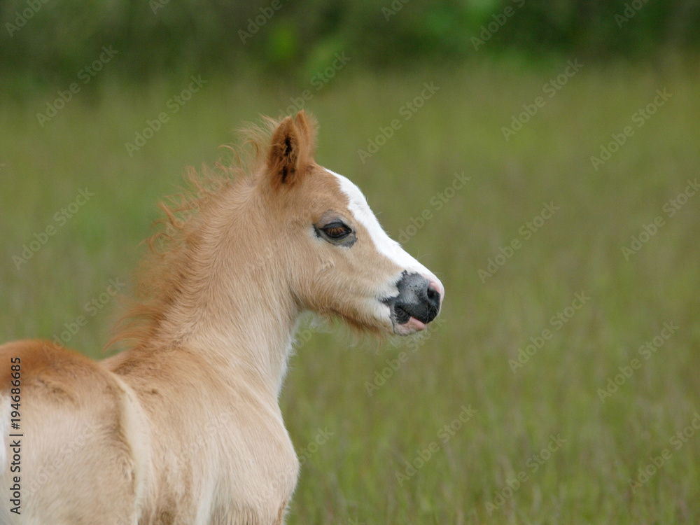 Young Foal