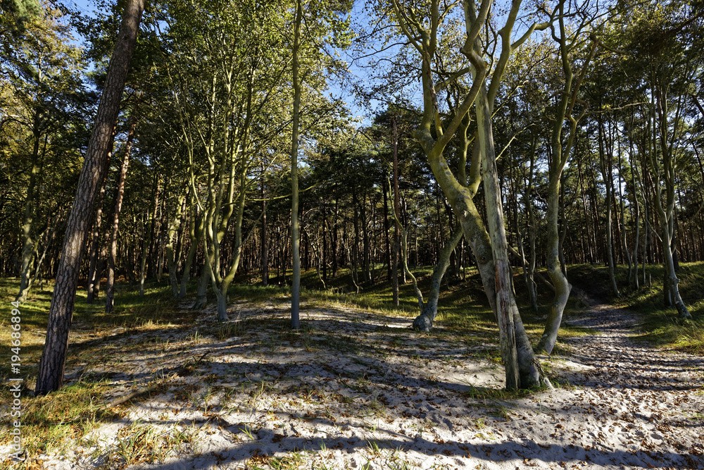Darßer Weststrand, Nationalpark Vorpommersche Boddenlandschaft, Mecklenburg Vorpommern, Deutschland