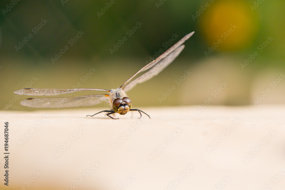 Beautiful dragonfly with transparent wings Beautiful dragonfly with transparent wings