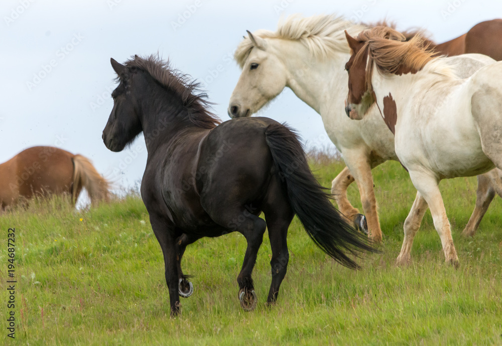 A herd of Icelandic horses in a pasture in Iceland A herd of Icelandic horses in a pasture in Iceland