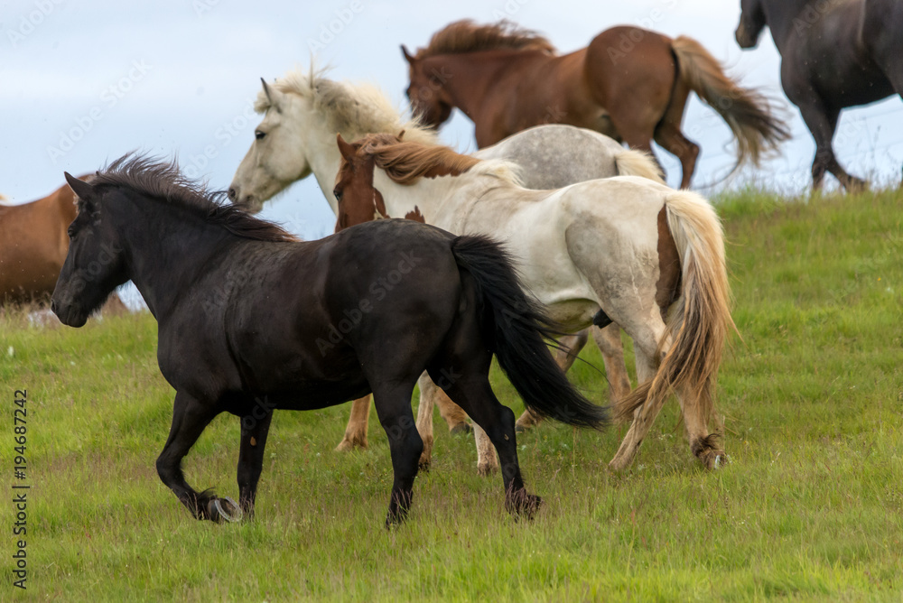 Obraz premium A herd of Icelandic horses in a pasture in Iceland
