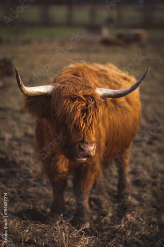 Scottish Highland Cattle