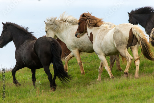 Fototapeta Naklejka Na Ścianę i Meble -  A herd of Icelandic horses in a pasture in Iceland