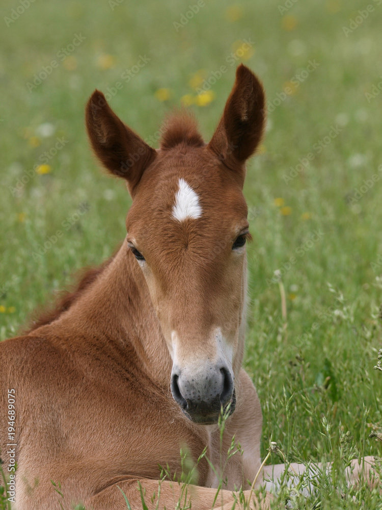 A head shot of a pretty chestnut foal. A head shot of a pretty chestnut foal.