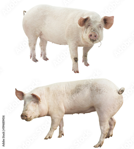 set of farm animal. pig isolated on white bac