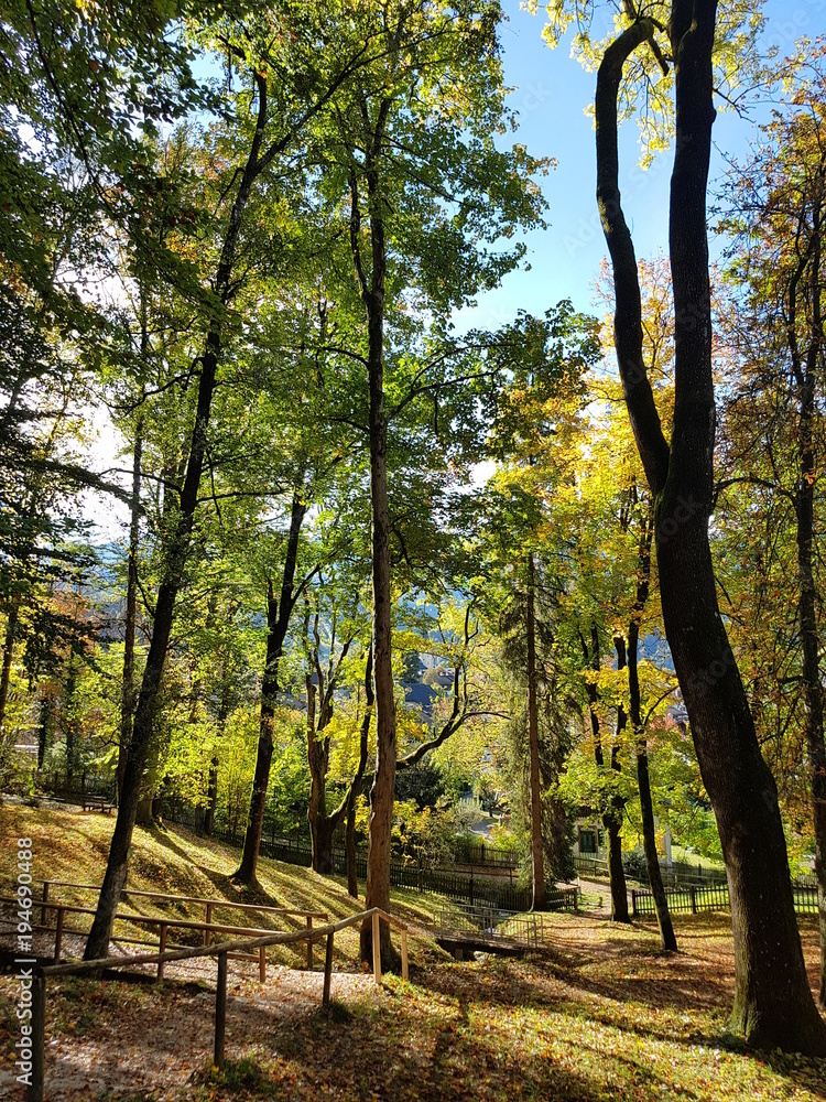 Fototapeta premium Wald im Wankgebiet (DE)