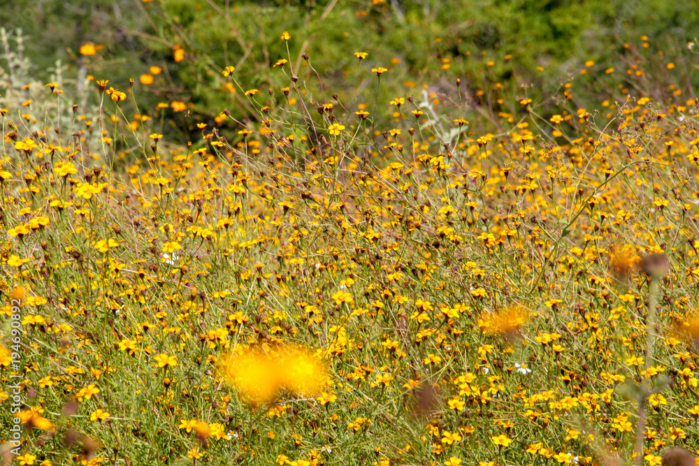 Yellow flowers meadow