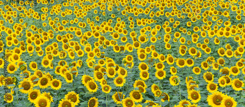 beautiful sunflower field in nature