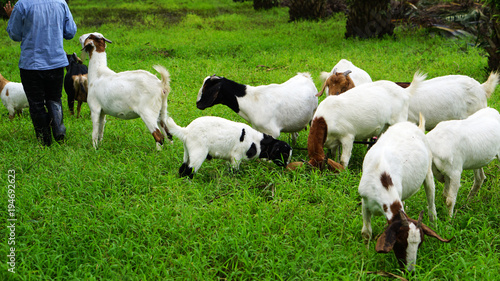 Goats with owner in the oil palm garden  evening