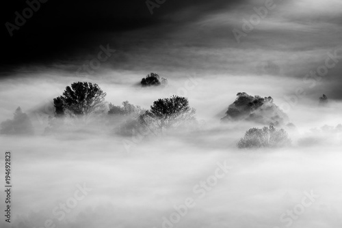 Obraz drzewa we mgle - czarno-białe zdjęcie
