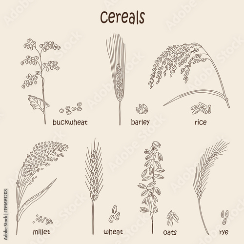 Sketched hand drawn cereals.