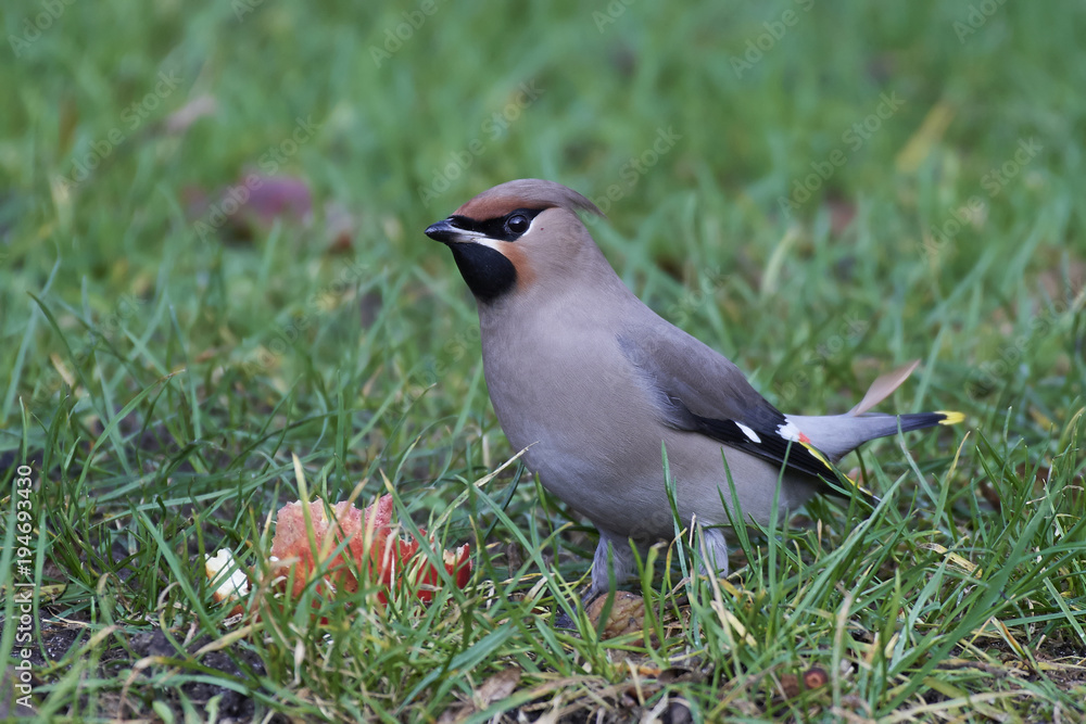 Fototapeta premium Bohemian waxwing (Bombycilla garrulus)