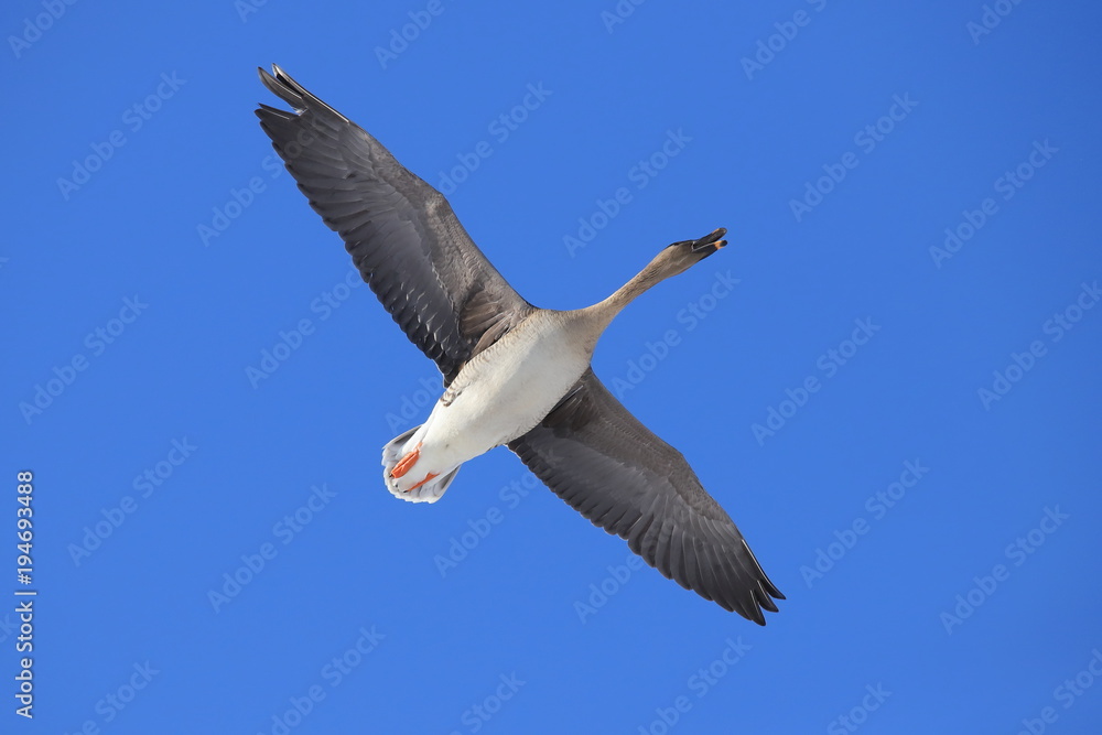 Obraz premium オオヒシクイ Taiga bean goose 