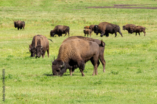 American bison (Bison bison) simply buffalo © ArtushFoto
