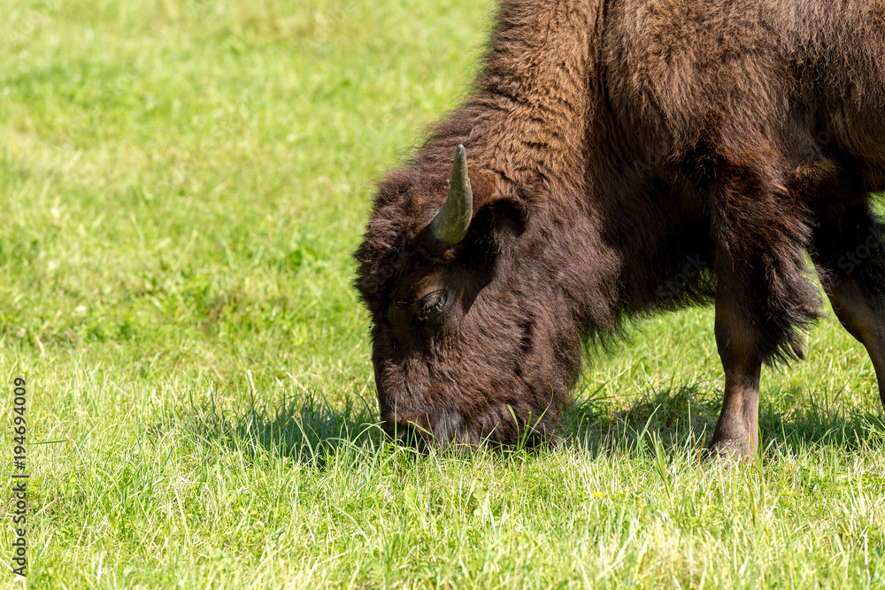 American bison (Bison bison) simply buffalo American bison (Bison bison) simply buffalo