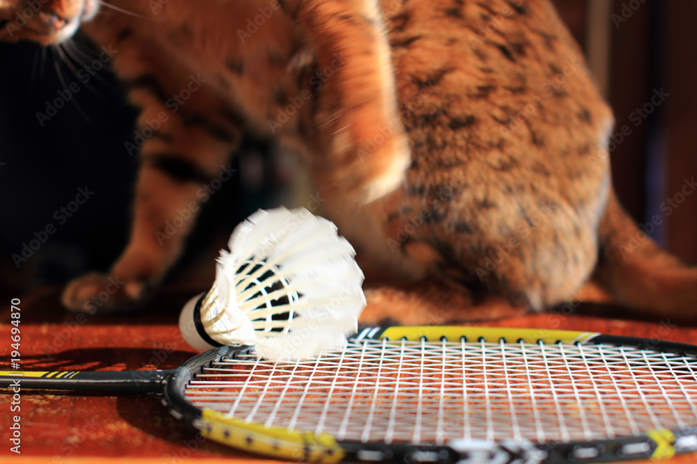 Foto de Set Cat playing Badminton shuttlecock. Racket on worm wood  background. Morning sun, shadows. Close up. do Stock | Adobe Stock
