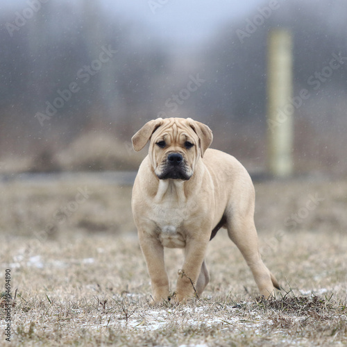 Ca de Bou (Mallorquin Mastiff) puppy dog