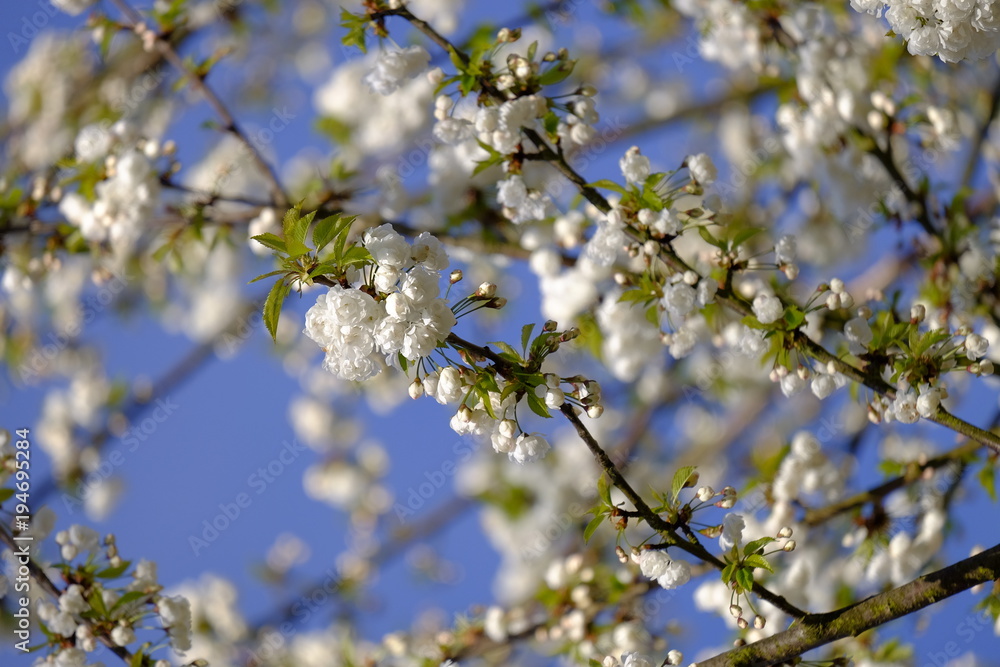 Obstblüten im Frühjahr