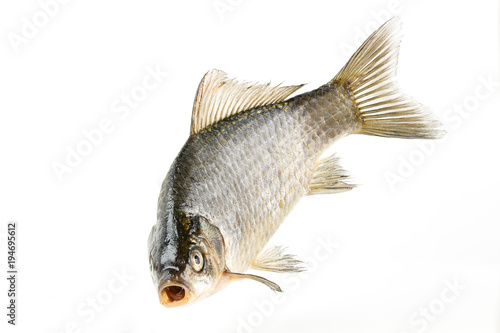 Live fish fish silvery crucifix close-up isolated on white background.