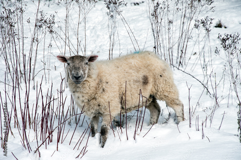 Fototapeta premium Sheep in snow looking cute