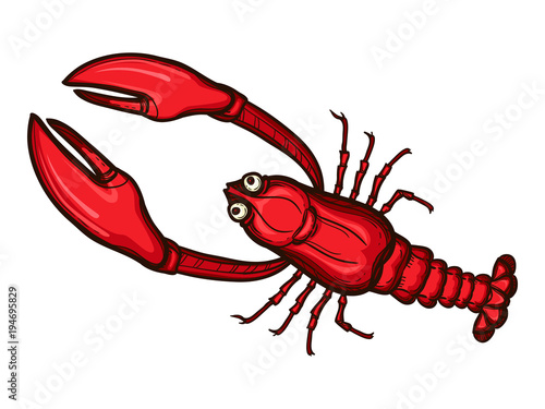 Full length lobster sketch style vector