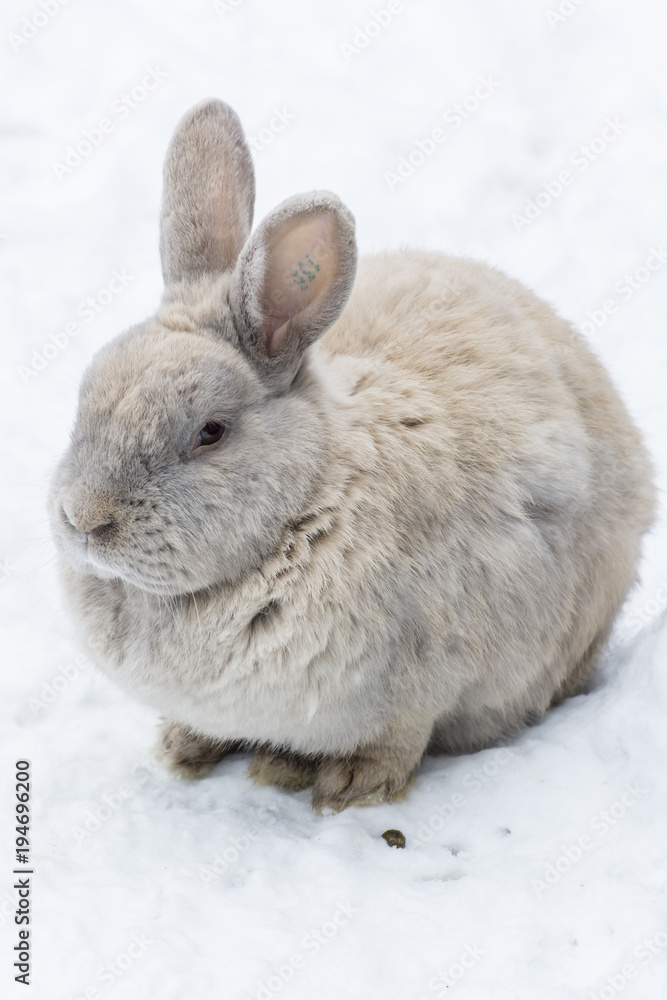Creamy-colored rabbit on white snow. Creamy-colored rabbit on white snow.