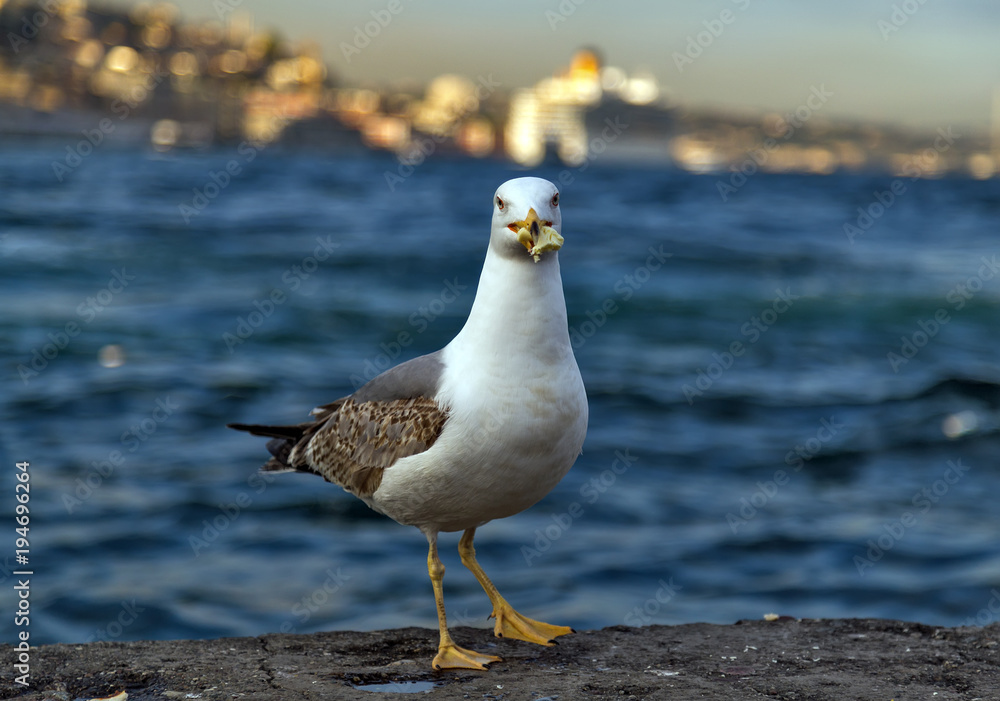 sea gull standing on the pier beach, seagull white bird Bosphorus, Istanbul, Turkey sea gull standing on the pier beach, seagull white bird Bosphorus, Istanbul, Turkey