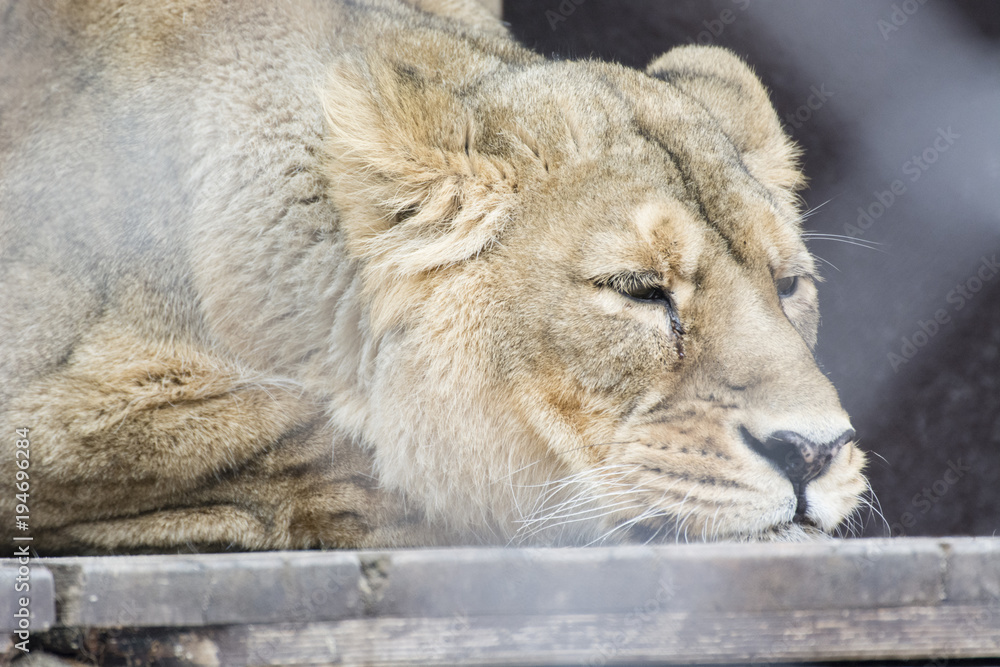 Resting lioness behind a fence outside. Resting lioness behind a fence outside.