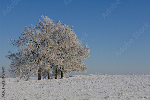 neige arbre hiver gel froid saison nature environnement