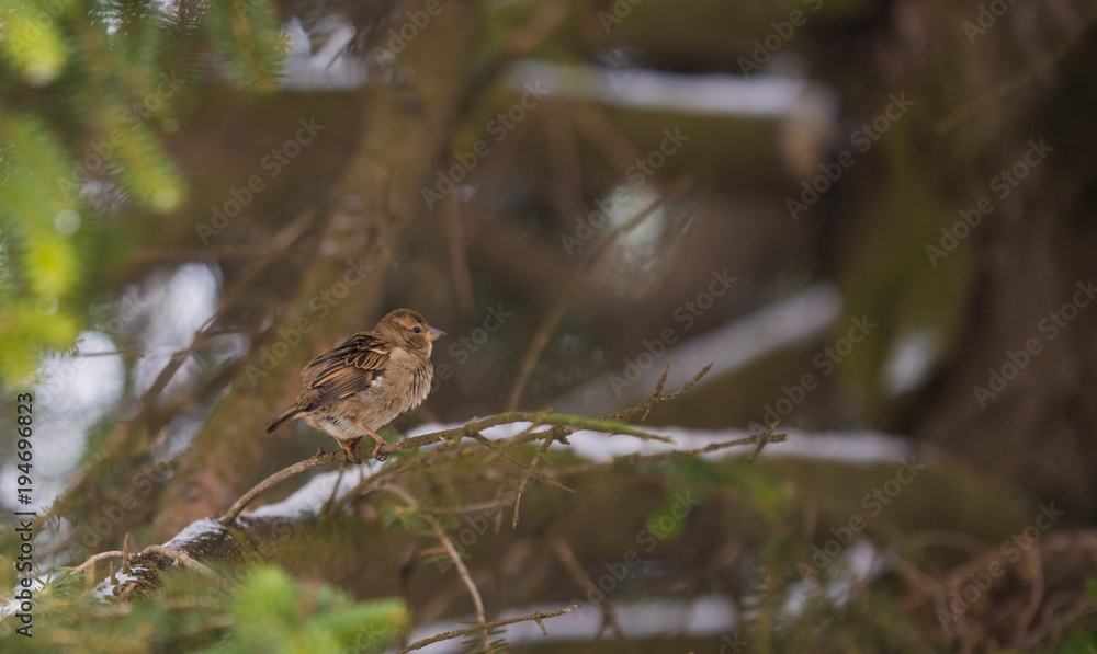 Sparrow on a tree branch