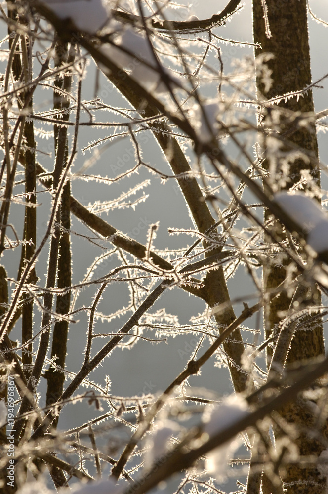 gel arbre hiver froid nature environnement gel arbre hiver froid nature environnement
