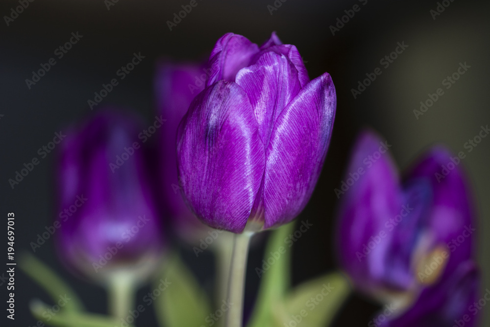 Purple tulip with blurred background. Purple tulip with blurred background.