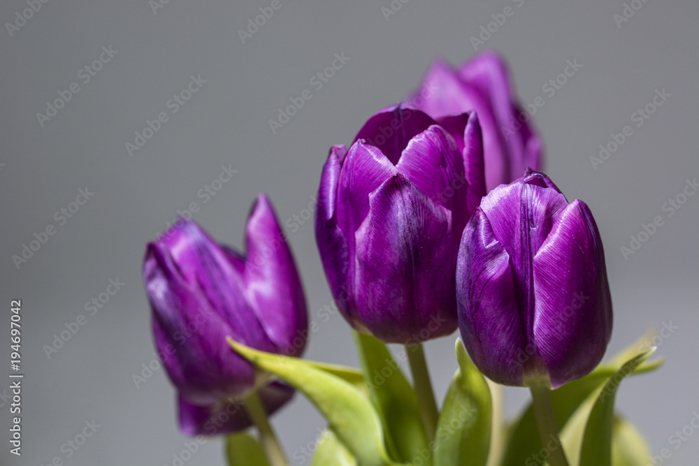Purple tulip with blurred background. Purple tulip with blurred background.