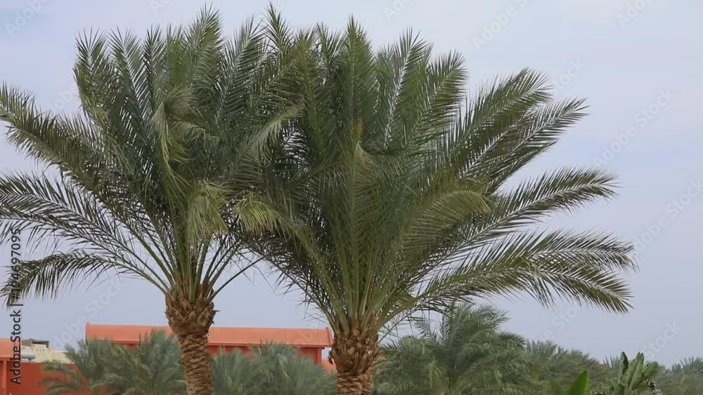 Palm tree closeup at sky background in Egypt Palm tree closeup at sky background in Egypt