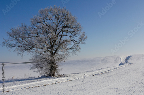 neige hiver arbre environnement paysage © JeanLuc