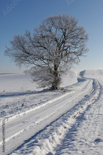 neige hiver arbre environnement paysage