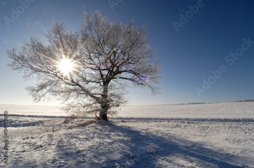 neige hiver arbre environnement paysage